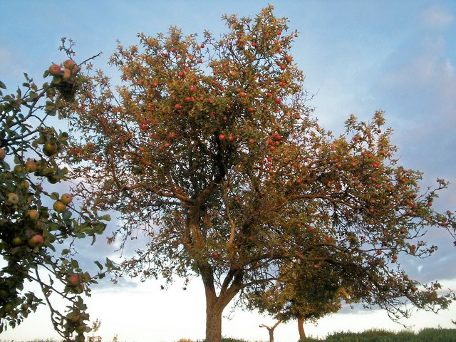 File:Sunset apples - geograph.org.uk - 235221.jpg