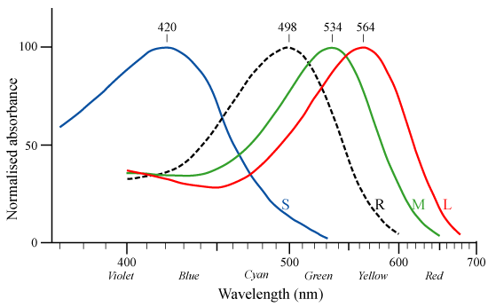 File:Cone-response-en.png