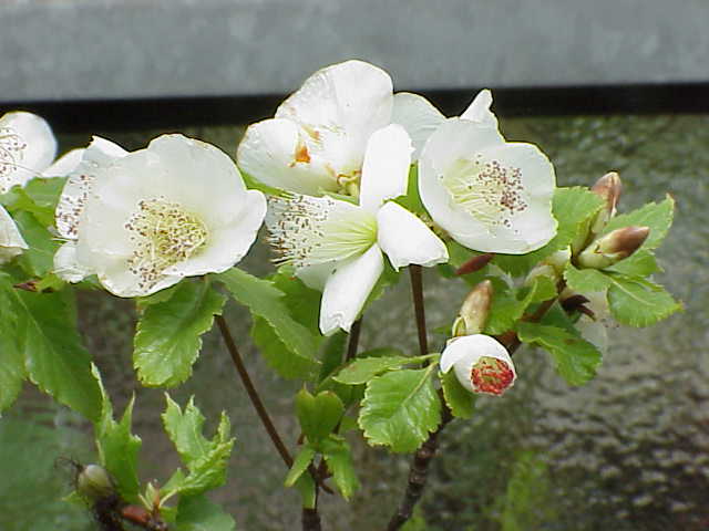 Файл:Eucryphia glutinosa2.jpg