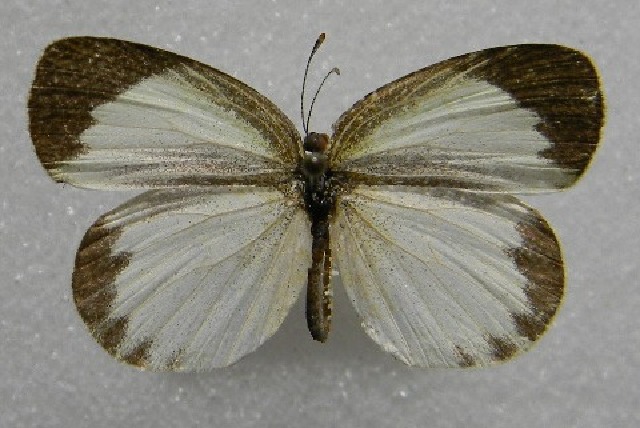 File:Eurema daira f.jpg