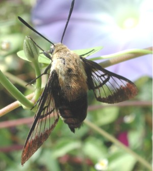 File:Hemaris diffinis.JPG