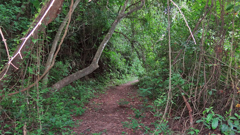 File:Sendero El Pedemontano.jpg