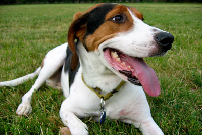 Файл:Treeing Walker Coonhound.jpg