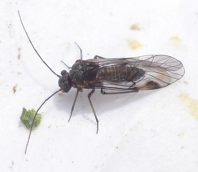 File:Amphigerontia contaminata (3630028268).jpg