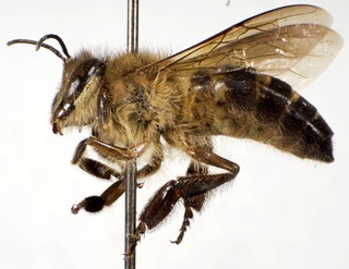 File:Apis koschevnikovi W AMNH BEE00199797-2,I HHG554.jpg