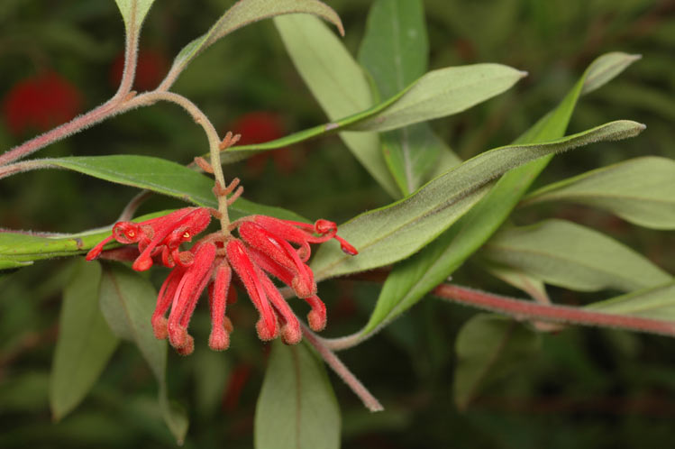 File:Grevillea epicroca.jpg