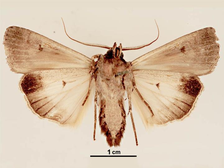 File:Agrotis infusa male ventral.jpg