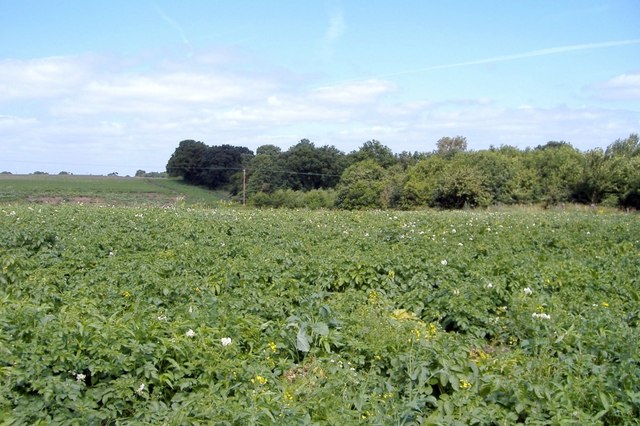 File:Basford - Potato Field.jpg