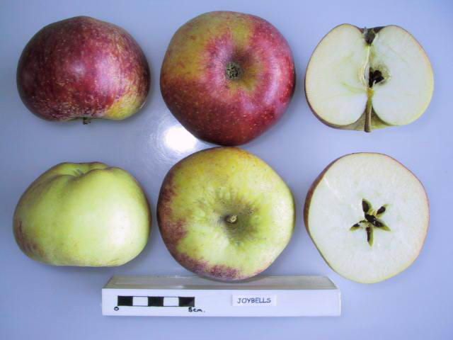 File:Cross section of Joybells, National Fruit Collection (acc. 1957-183).jpg