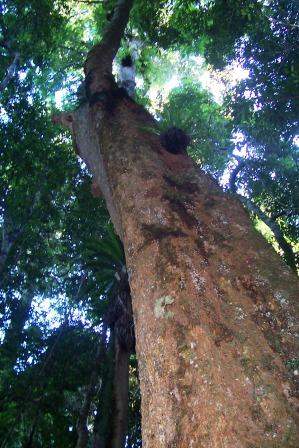 File:Dysoxylum fraserianum - Comboyne.jpg