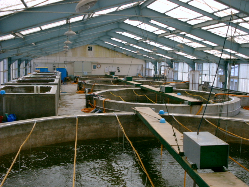 File:Shrimp hatchery.jpg