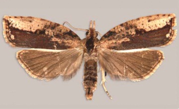 File:Sparganocosma docsturnerorum female.jpg