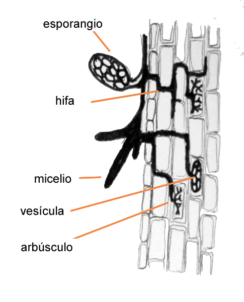 Archivo:485px-Arbuscular mycorrhiza cross-section-es.jpg