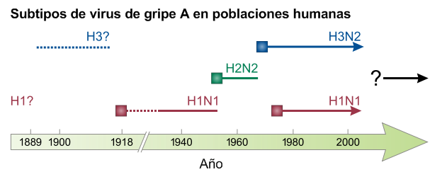 Archivo:Influenza subtypes-es.png