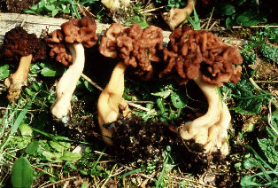 File:Falsemorel.jpg