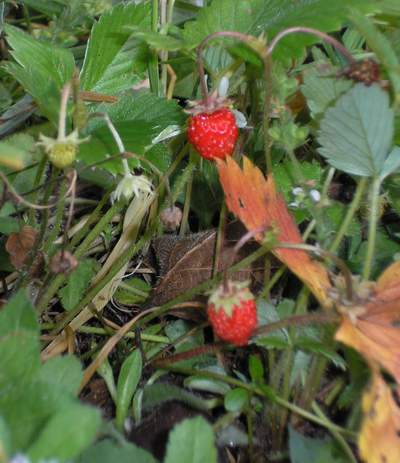 File:Fragaria vesca 2.jpg