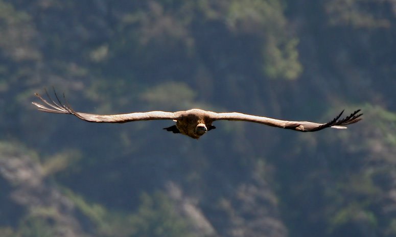 File:Himalayan Griffon I IMG 6804.jpg