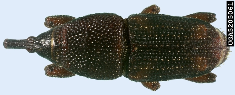 File:Maize Weevil - Sitophilus zeamais.jpg