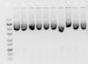 File:Plasmid miniprep.jpg