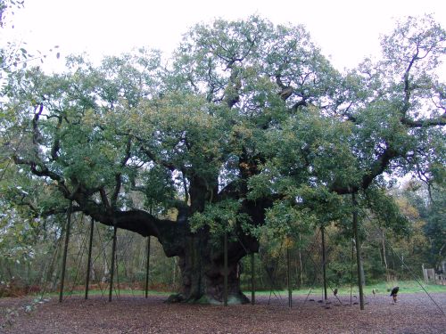 File:Robin Hood Major Oak.jpg