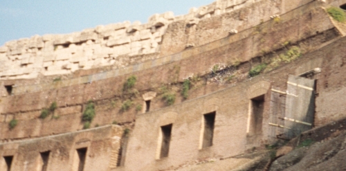 File:Colosseum-flora.jpg