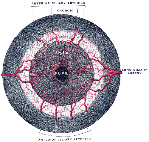 Файл:Gray878.png