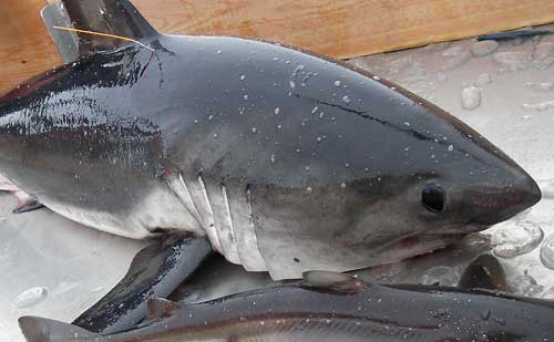 Файл:Salmon shark afsc.jpg