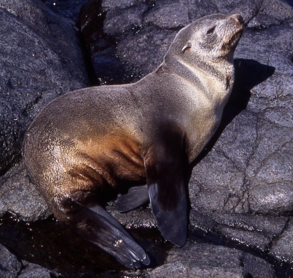 Файл:Arctocephalus tropicalis CrozetIslands female.jpg