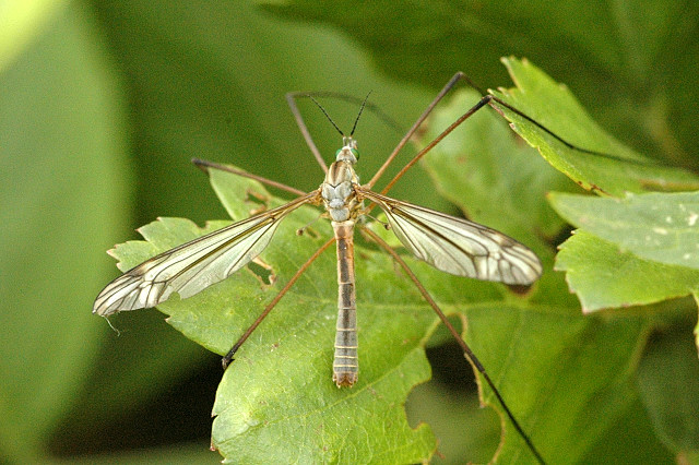 File:Tipula.luna.male.jpg