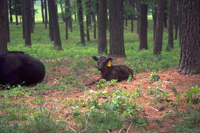 File:Angus cattle 8.jpg