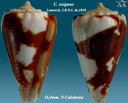 Archivo:Conus exiguus 1.jpg