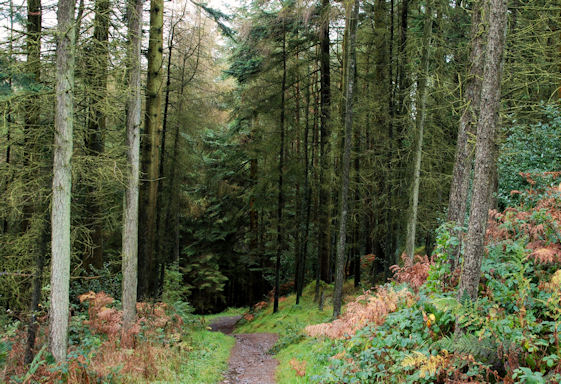 File:Drumkeeragh forest (3) - geograph.org.uk - 1584691.jpg