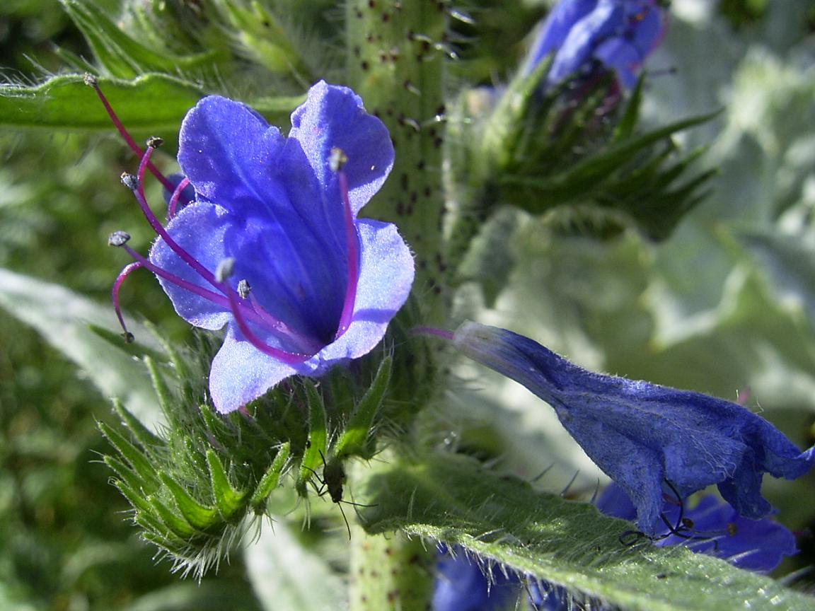 Echium vulgare, detalle de las flores.