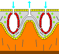 File:Porifera calcifying 01.png