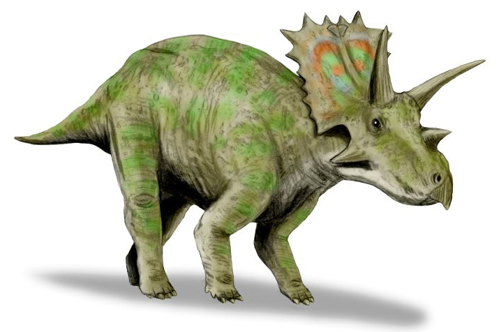 Archivo:Anchiceratops BW.jpg