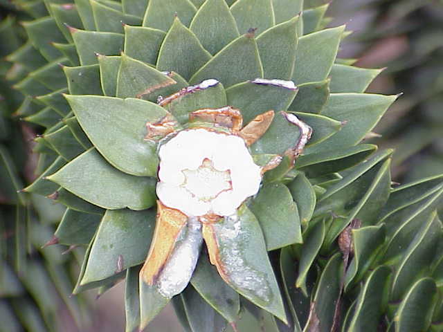 File:Araucaria araucana2.jpg