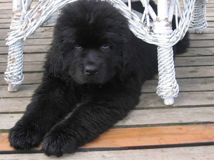 File:Newfoundland dog.jpg