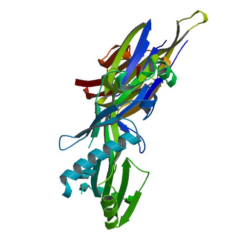 File:Pneumolysin-protein-3d-structure-RCSB.jpg