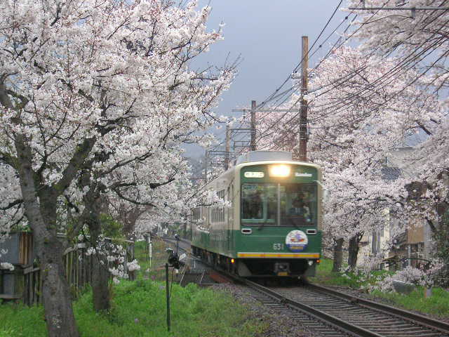 File:Randen cherry blossom.jpg