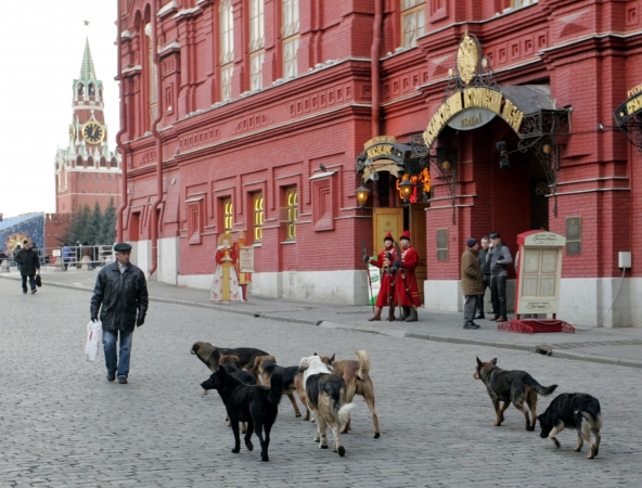 Файл:Stray dogs in Red Square.jpg