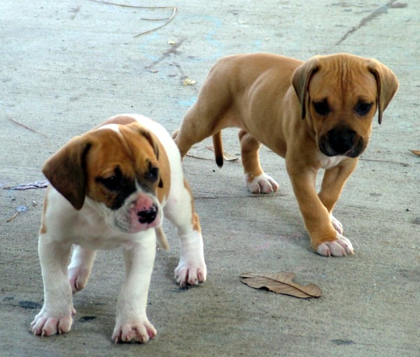 Файл:American Bulldog puppies.jpg