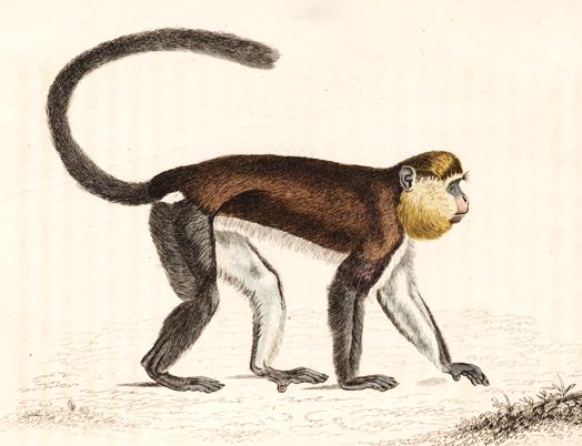 Файл:Cercopithecus mona.jpg