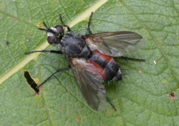 File:Eriothrix rufomaculata.jpg