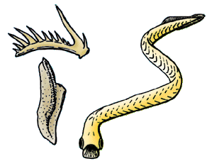 File:Euconodonta.gif