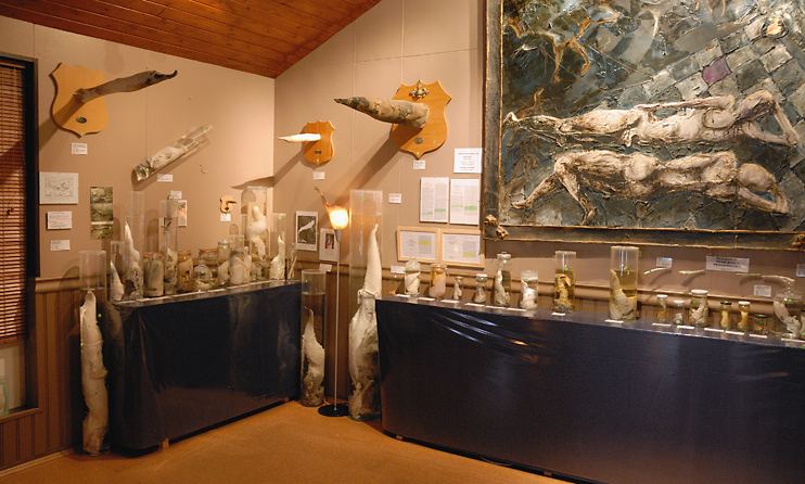 File:Husavik Phallusmuseum.jpg