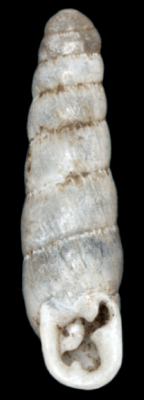 Archivo:Huttonella bicolor shell.png