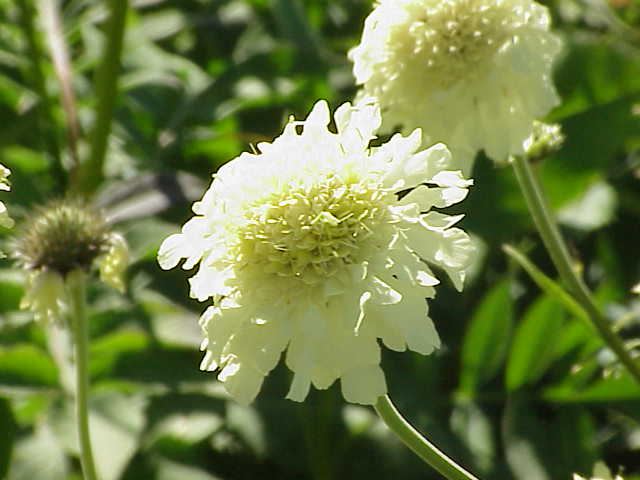 Файл:Scabiosa ochroleuca 0.jpg