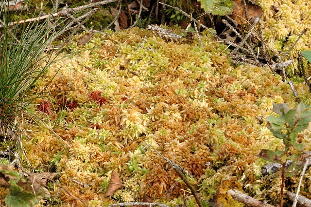 File:Sphagnum.papillosum.2.jpg