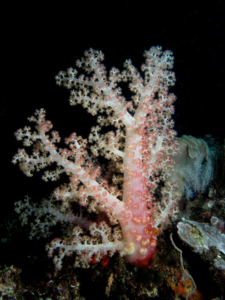 File:White soft coral.jpg