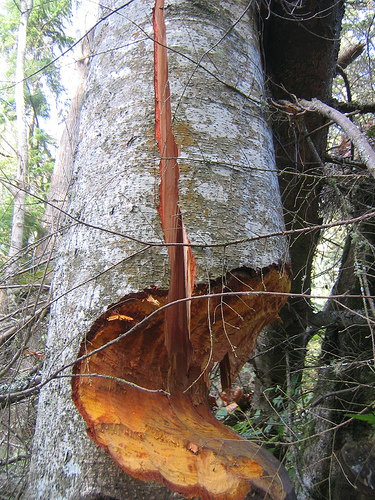 Archivo:Beaver tree cut.jpg